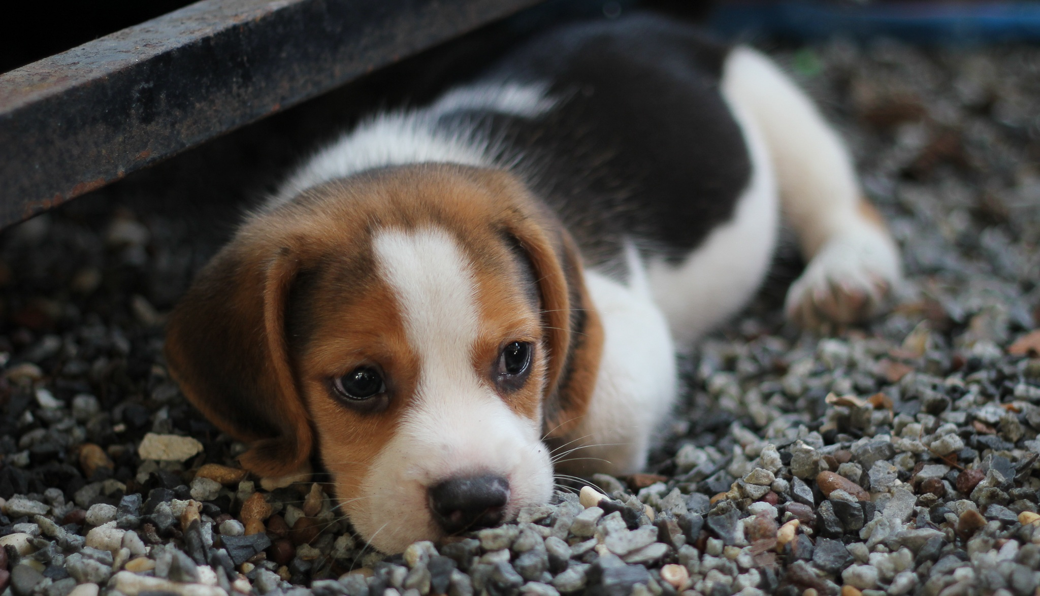 Tudo sobre a raça beagle