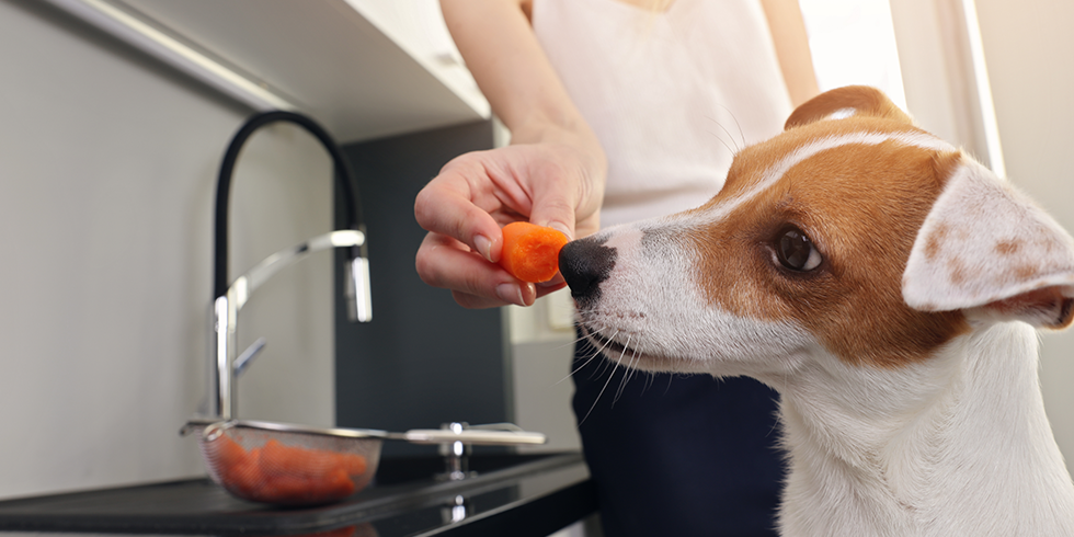 Que legumes cachorro pode comer