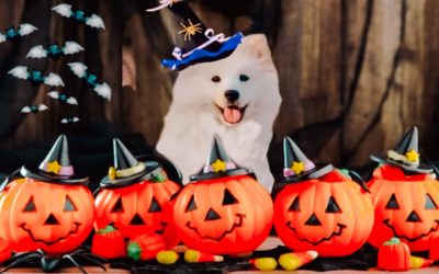 Receitas de Halloween: Pet