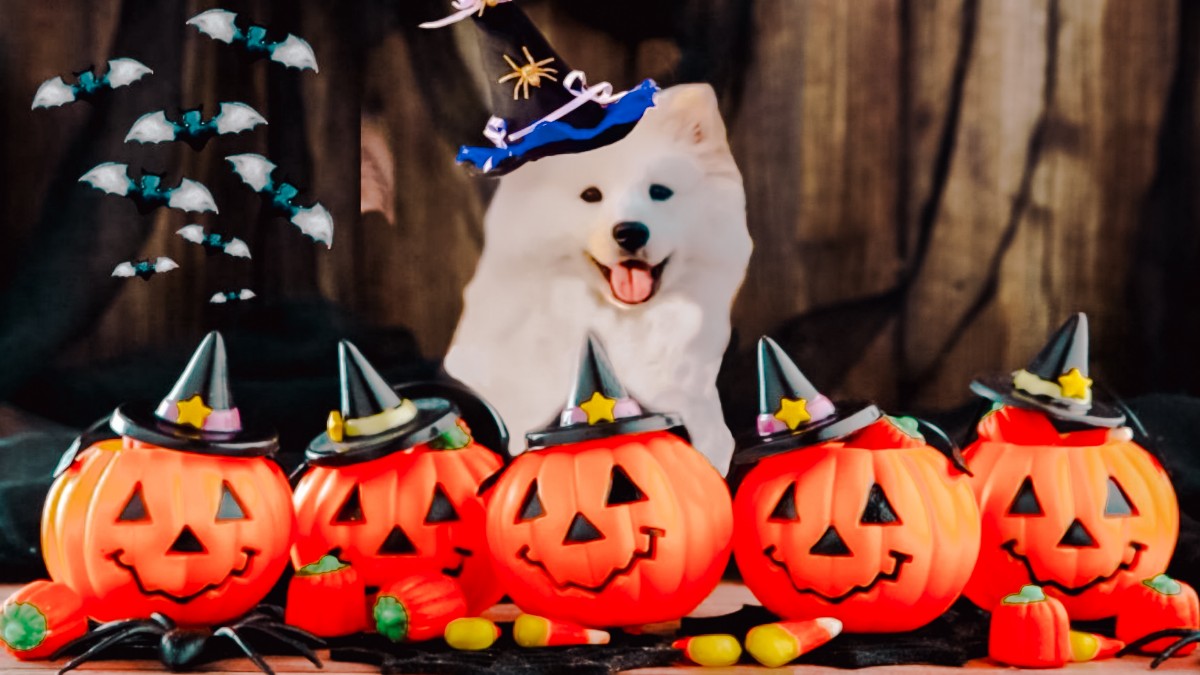 petiscos pet: Receitas de halloween