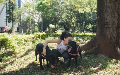 Tudo sobre a raça Labrador Retriever