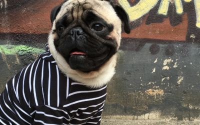 Como é ter um Pug?