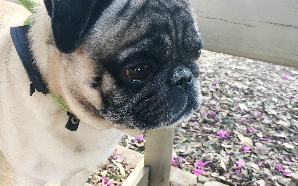 Cuidados com o Pug no verão