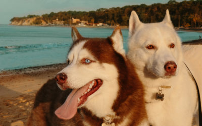 GUIA COMPLETO SOBRE O HUSKY SIBERIANO