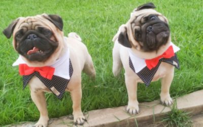 Raça Pug: cuidados com cachorro