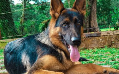 Curiosidades sobre o Cachorro Pastor Alemão