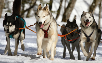 Sled dog e Mushing: tudo sobre cães de trenó