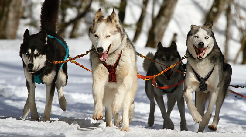 mushing