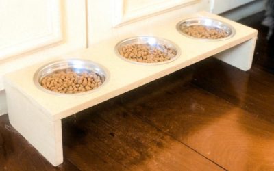 Comedouro elevado para gatos: é importante ou não?