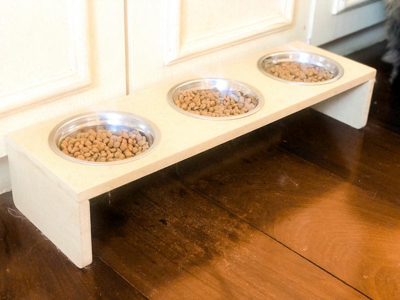 Comedouro elevado para gatos: é importante ou não?