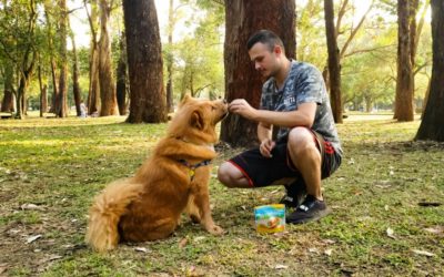 Comunicação Canina