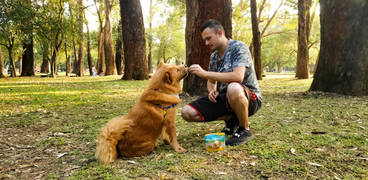 comunicação canina