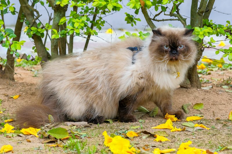 Gato Persa: tudo o que você precisa saber