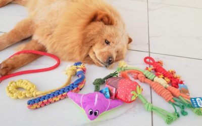 5 brinquedos de corda para cachorro