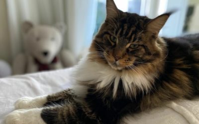 Gato Maine Coon: o Gigante Gentil