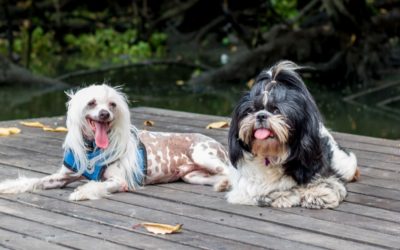 Doenças genéticas em cães, porque não cruzar seu pet