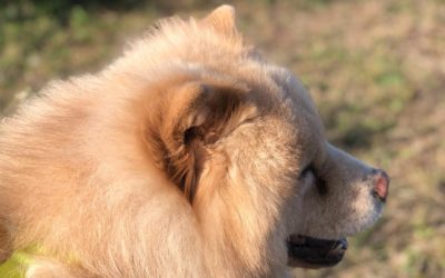 Luxação de Patela em cães: graus e sintomas