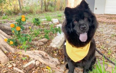 Adestramento de cães: minha experiência com chow chow