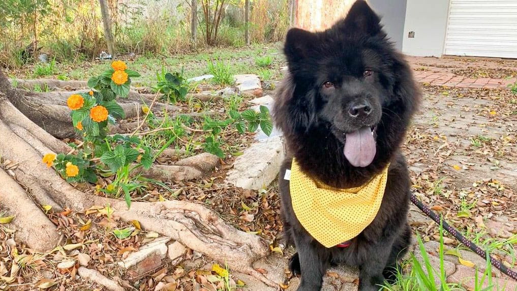 Adestramento de cães: minha experiência com chow chow