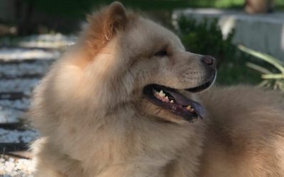 5 Motivos para ter Chow Chow na sua vida