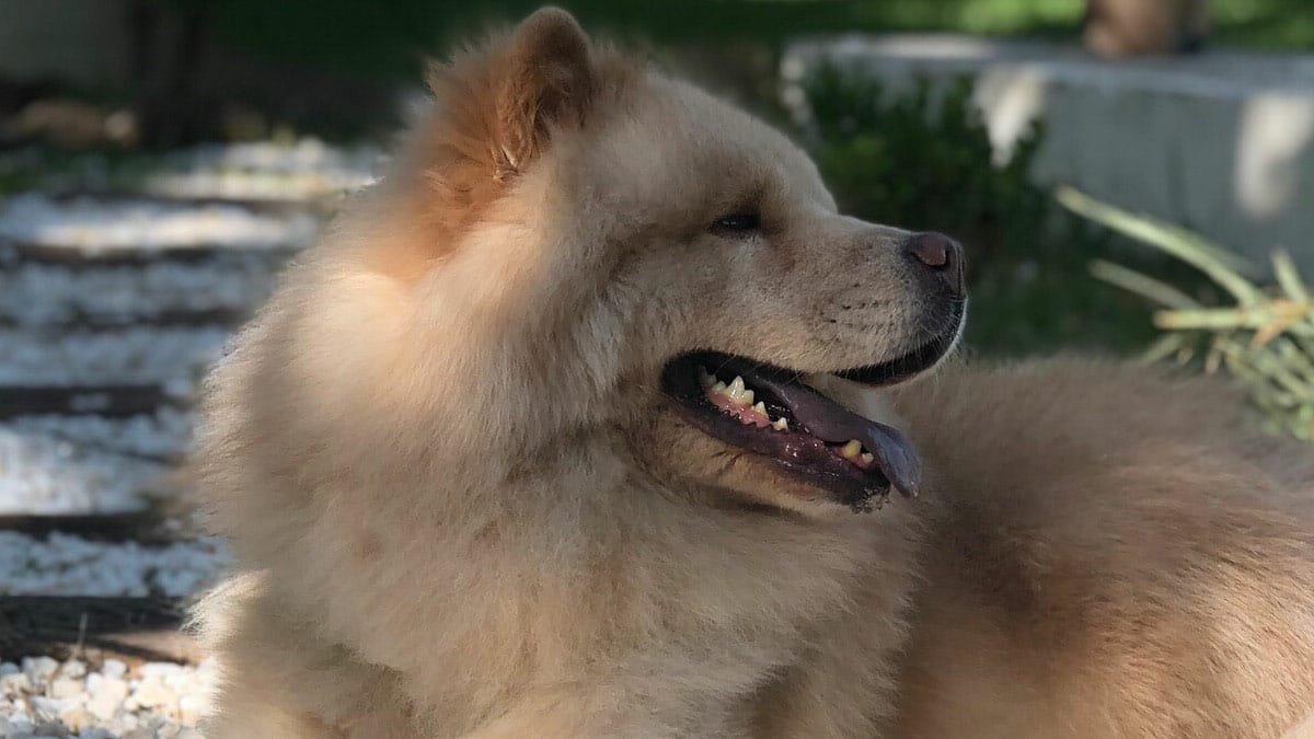 5 motivos para ter um chow chow