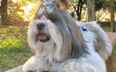 Lhasa Apso: tudo o que você precisa saber sobre a raça