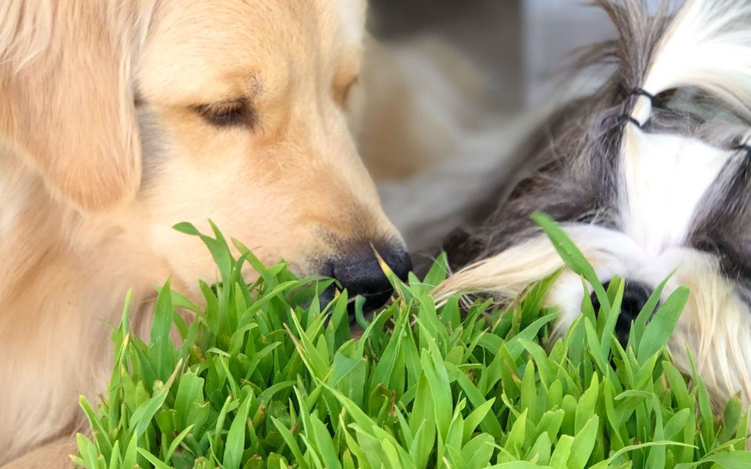 Grama para cachorros: como escolher e plantar