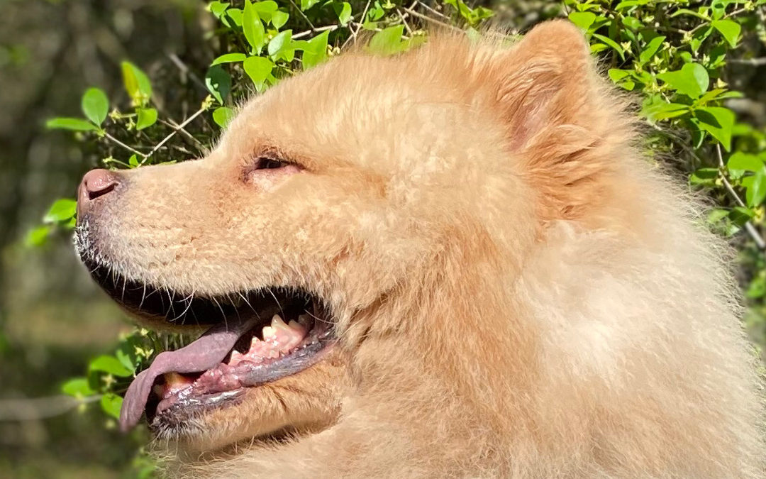 Chow Chow misturado e exótico: o perigo dos cruzamentos