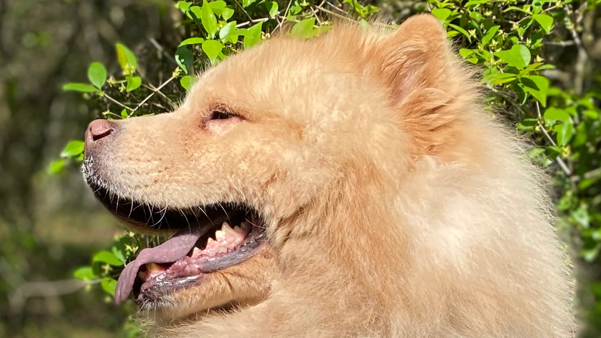 chow chow misturado e exótico: o perigo dos cruzamentos