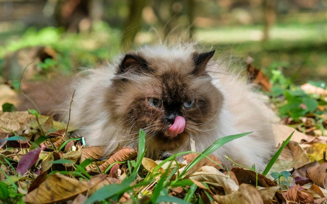 Ração para Gato: Tipos disponíveis e como escolher