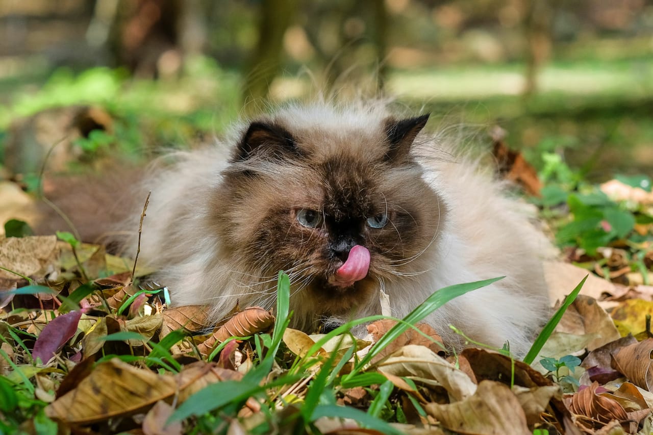 ração para gato