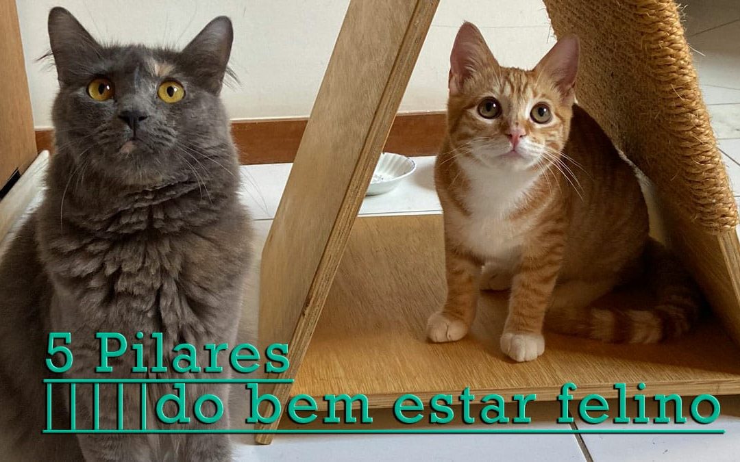 5 pilares do bem estar felino