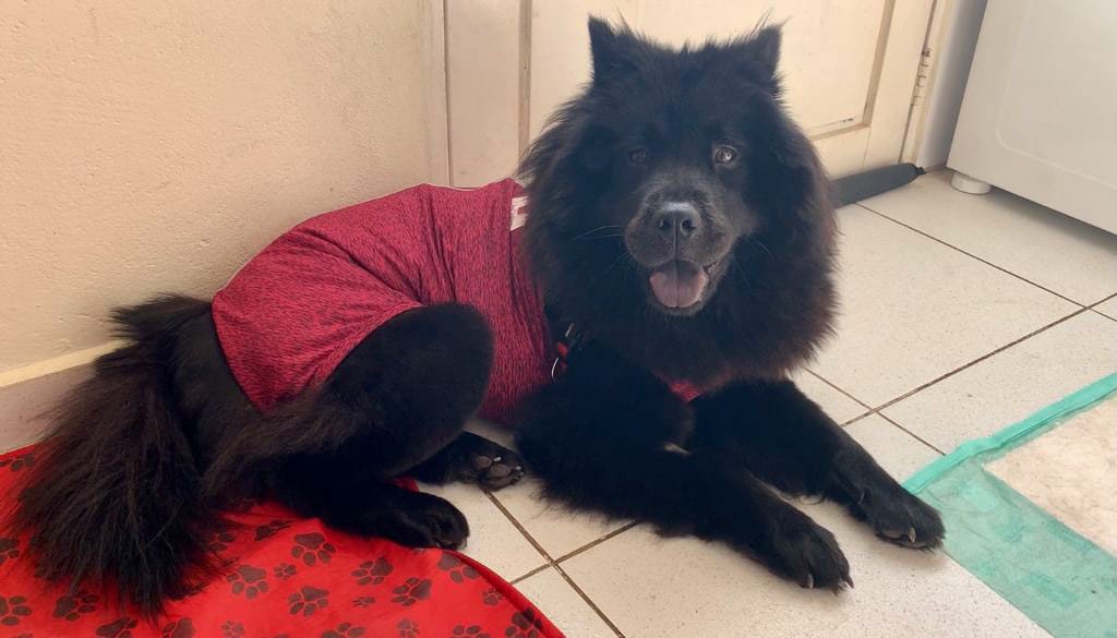 Castração de cachorro: experiência com chow chow fêmea adulta