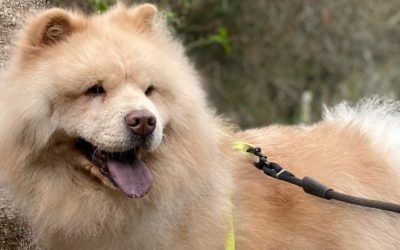 Cuidados com Chow Chow no verão