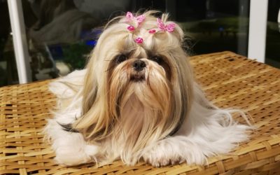 Shih tzu, tudo sobre a raça!