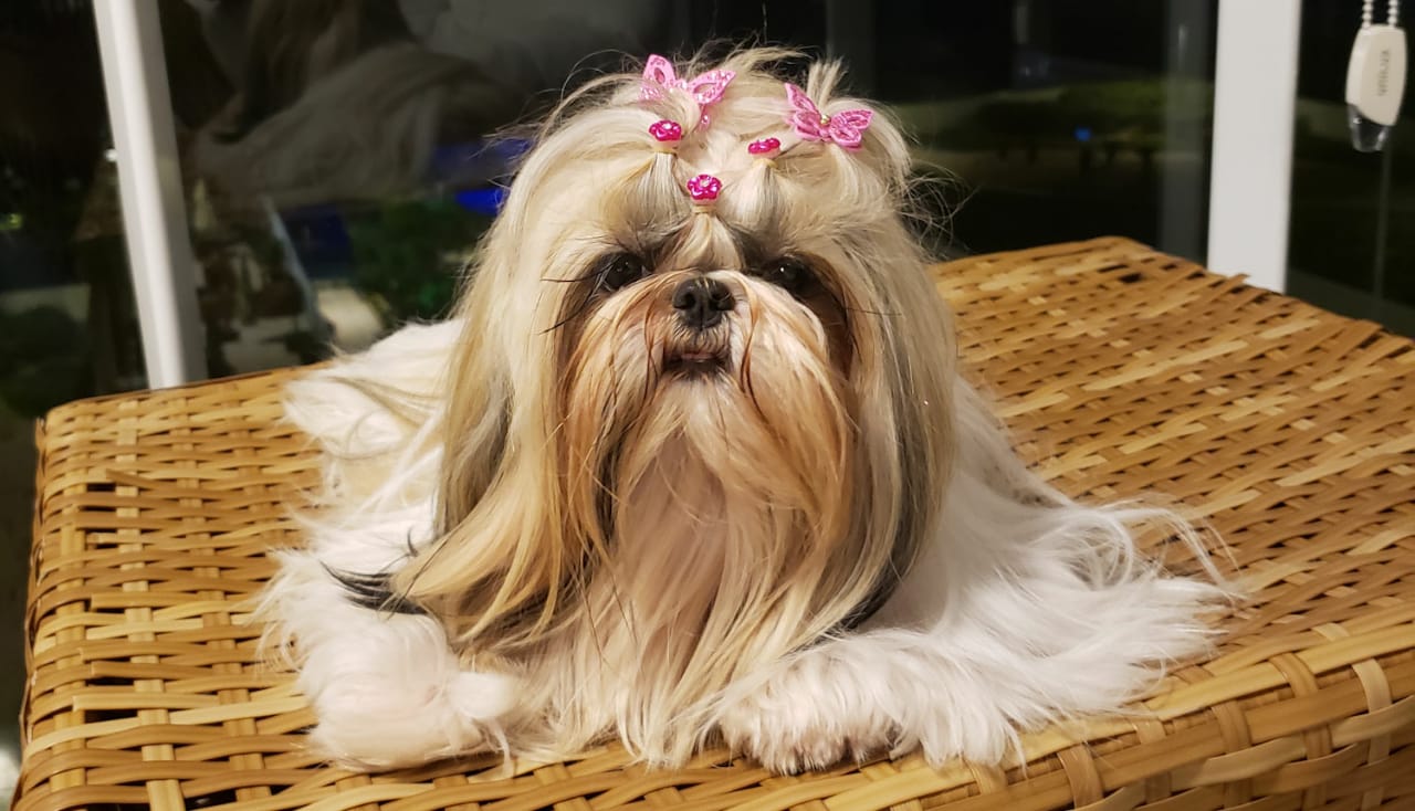 tudo sobre a raça shih tzu