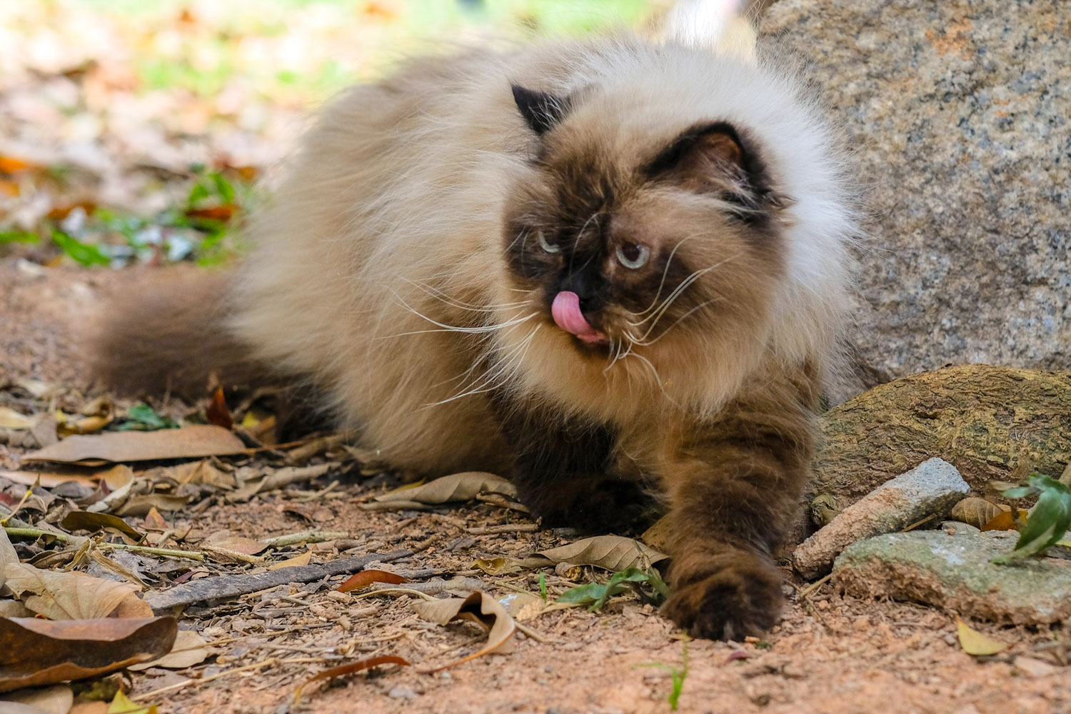 Alimentação natural para gatos