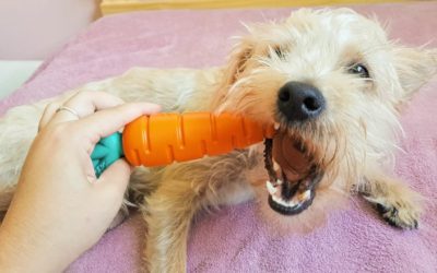 Como escolher brinquedos para cachorro