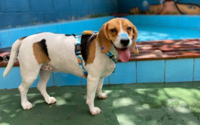 O que cachorro não pode comer?