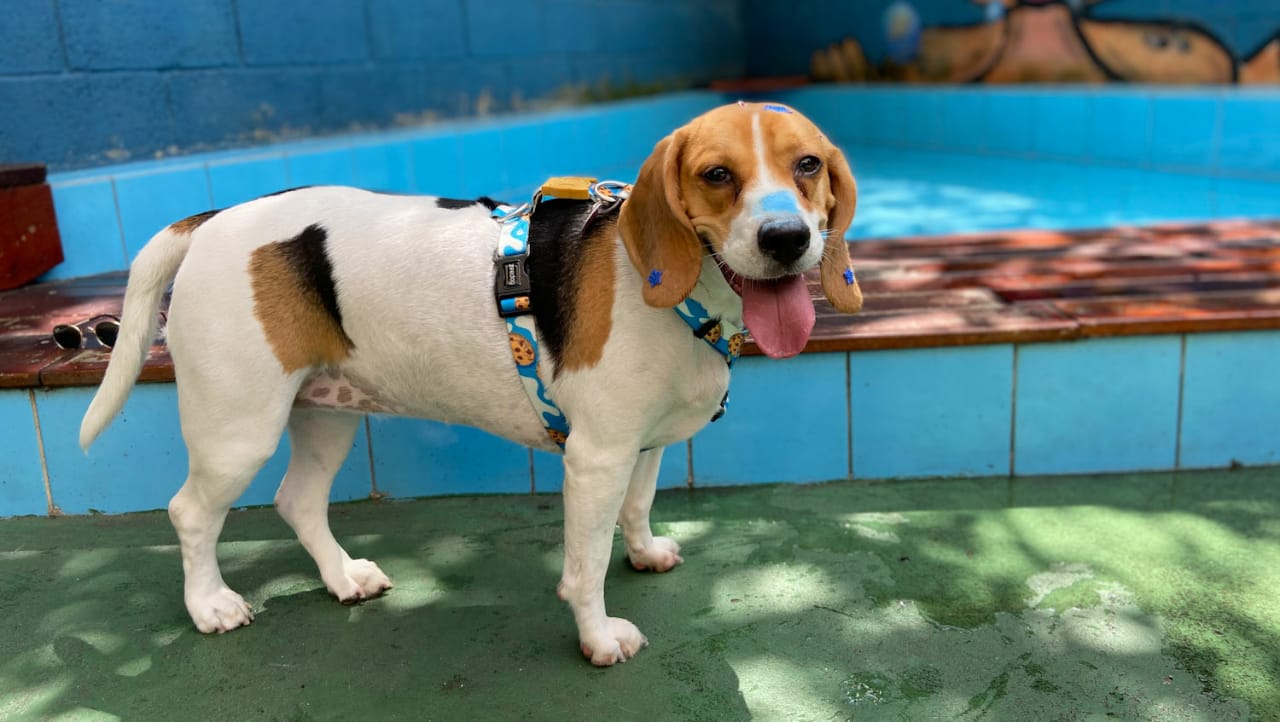 o que cachorro nao pode comer