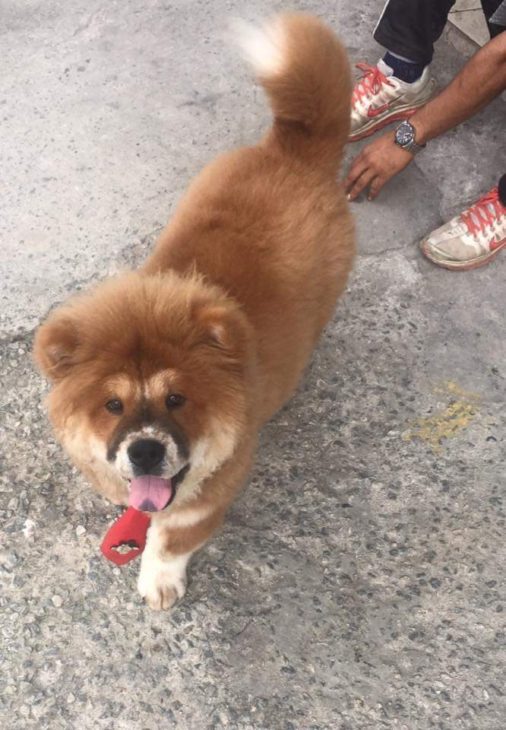 Cruzamento de Chow Chows