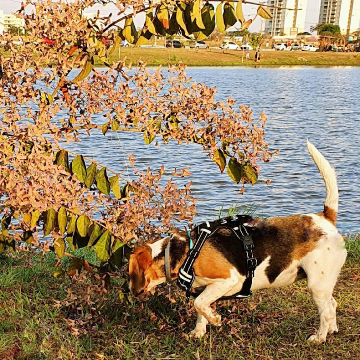 Tipos de linguagem canina