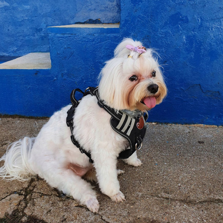 Linguagem Canina e os sinais de apaziguamento