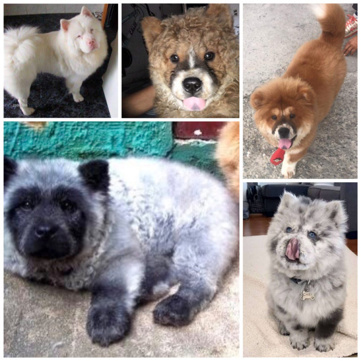 Fotos de alguns Chow Chow’s misturados que encontramos na internet: