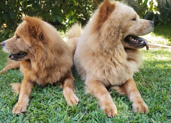 Origem do cão chow chow