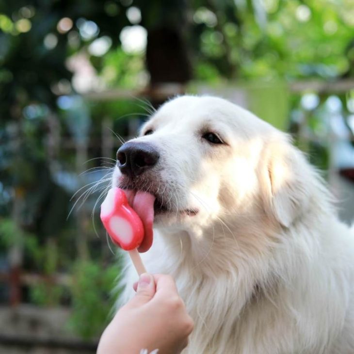 Como amenizar o calor do cachorro