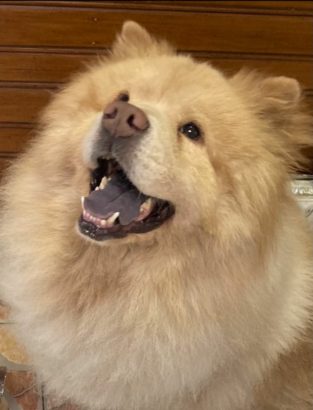 A Maneira correta para Vacinar seu cachorro 