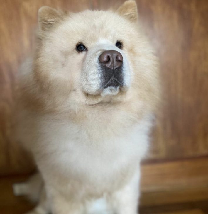 Como é ter um Chow Chow?! 