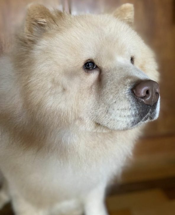 Ter um Chow Chow exige paciência 