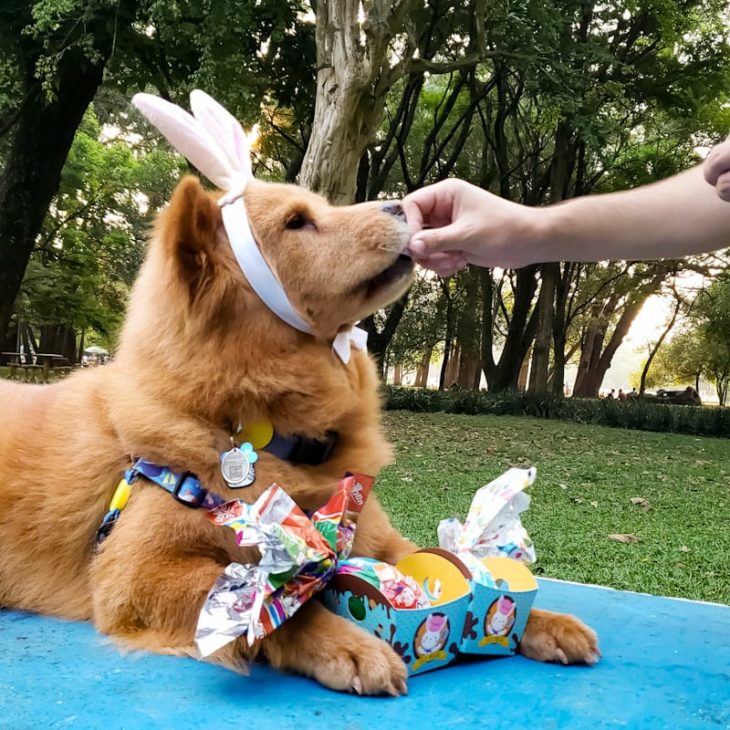 Sinais de calma do cachorro 